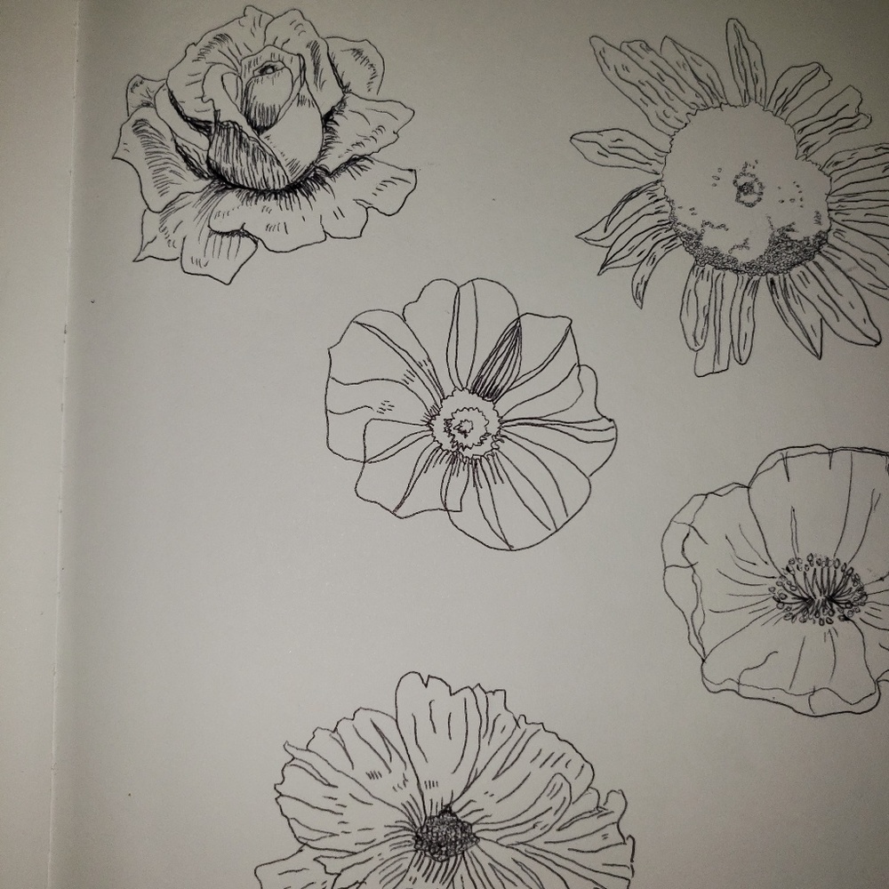 Nature illustrations - Picture 3 of 5